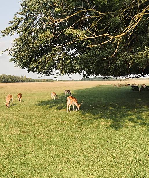istock Deer enjoying a tranquil afternoon under the tree. 2229961595