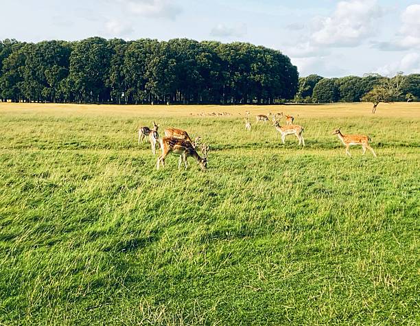 istock A tranquil moment with deer grazing in a green field. 2229961665