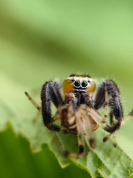 istock Macro shot of jumping spider 2229962399