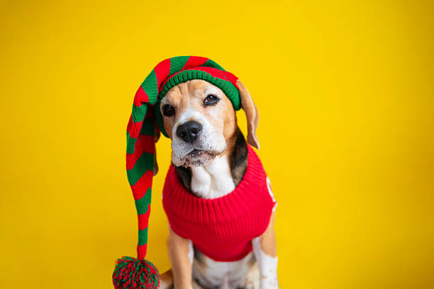 istock funny dog in carnival clothes 2229962897