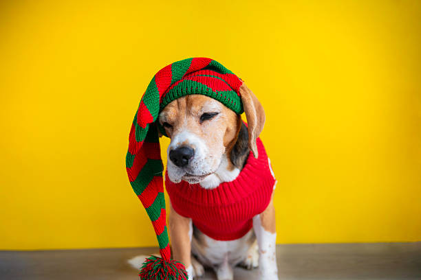istock funny dog in carnival clothes 2229962899