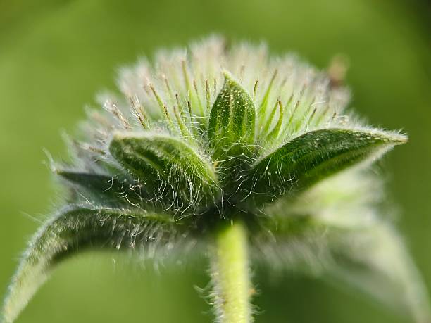 Close up of wild plant flowers at meadow area