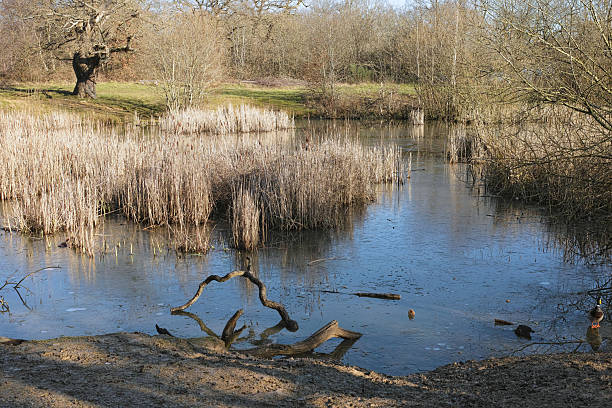 istock Warren Pond in the Epping Forest on Frosty Winter Day 2229967063