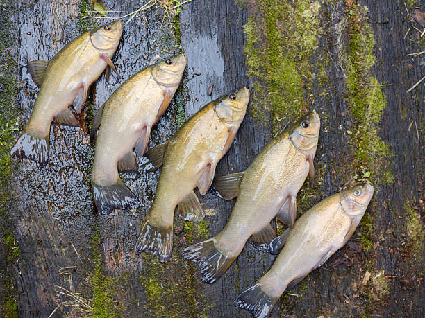 A beautiful 57 cm big tench.