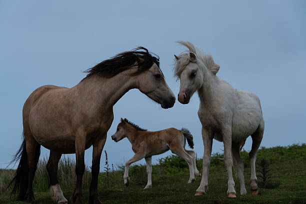Two wild horses, together with a foal, are grazing in the evening under cloudy skies. One horse is white, the other the colon of cappuccino. Their manes are tangled, and their hooves are worn from run