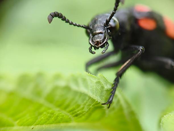 Blister beetle, specifically a species from the genus Hycleus characterized by its striking black and red coloration. These beetles belong to the Meloidae family and are known for producing a toxic substance called cantharidin,