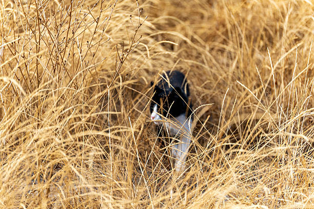 A black and white stray mongrel cat walks in the thick, tall, yellow, dry grass.