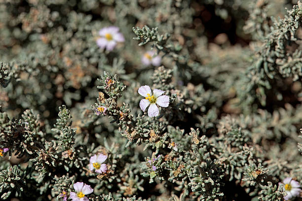 istock Blossom of Frankenia laevis 2229976112