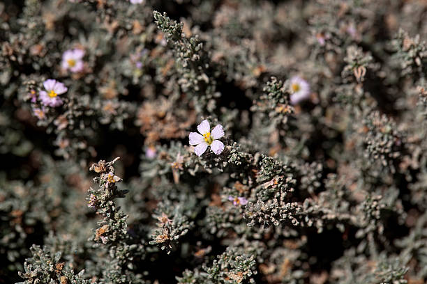 istock Blossom of Frankenia laevis 2229976114