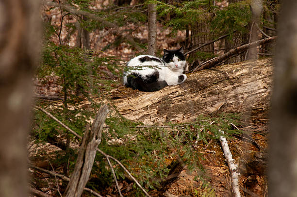 istock A black and white cat resting on a fallen log in a forest 2229977767