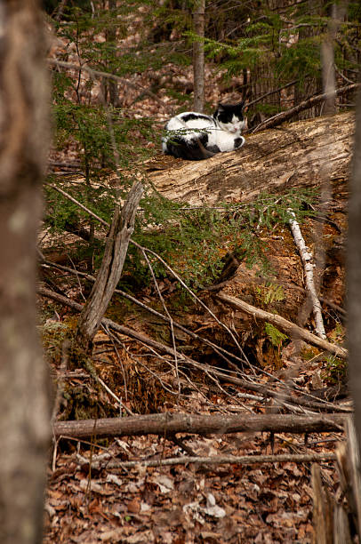 A black and white cat sleeping on a fallen log in a forest