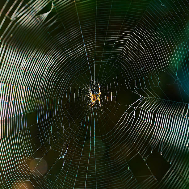 istock European Garden Spider on its web backlit 2229978490