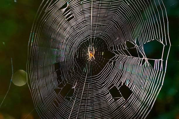 istock European Garden Spider on its web backlit 2229978543