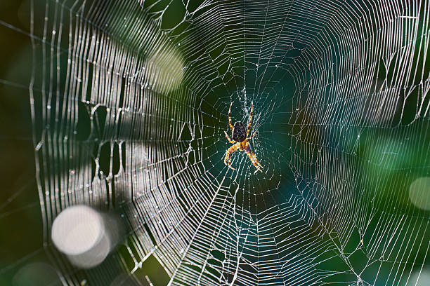 istock European Garden Spider on its web backlit 2229978585