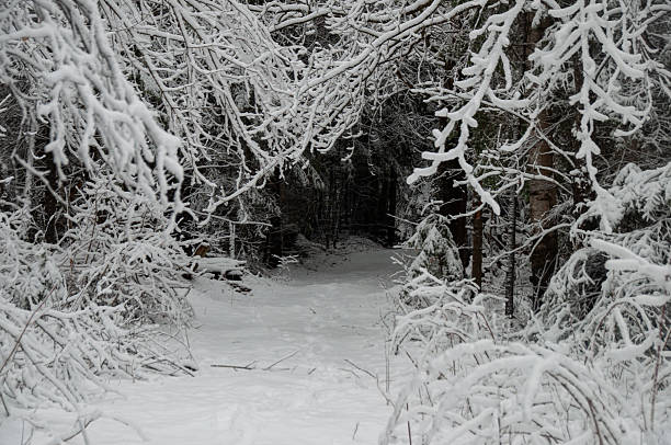 istock A mysterious path leading into a dark snow-covered forest 2229978599
