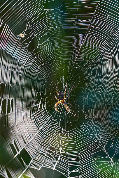 istock European Garden Spider on its web backlit 2229978605