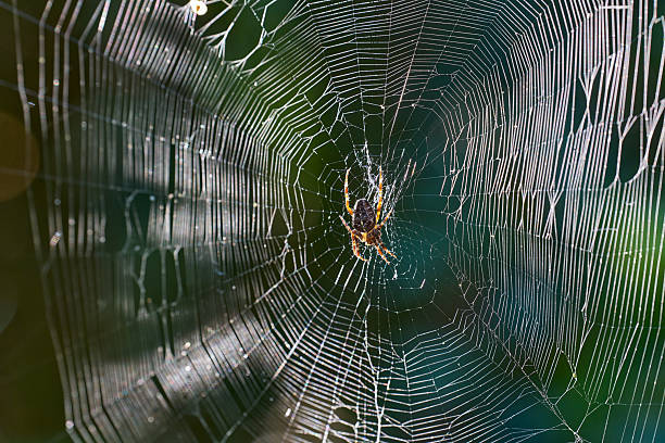 istock European Garden Spider on its web backlit 2229978632