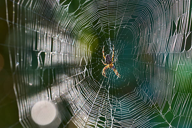 istock European Garden Spider on its web backlit 2229978634