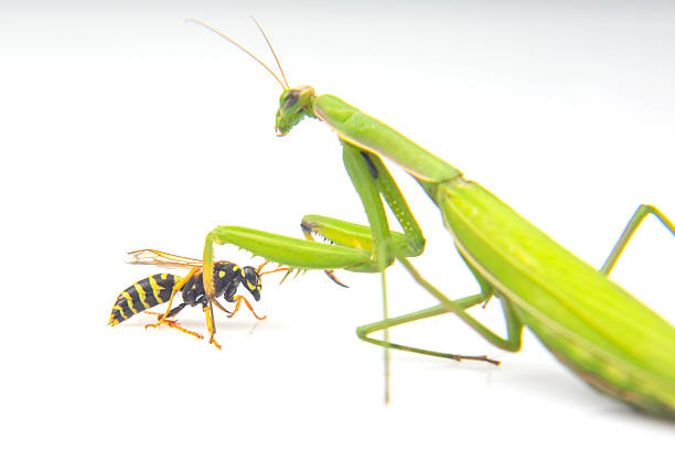 A green praying mantis is poised to catch a black and yellow wasp, showcasing a moment of nature's predation.