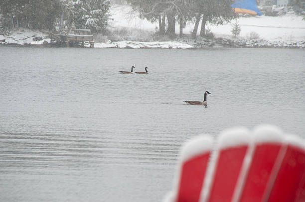 Canada geese swimming peacefully on a lake during a light winter snowfall with a red Adirondack chair in the foreground.