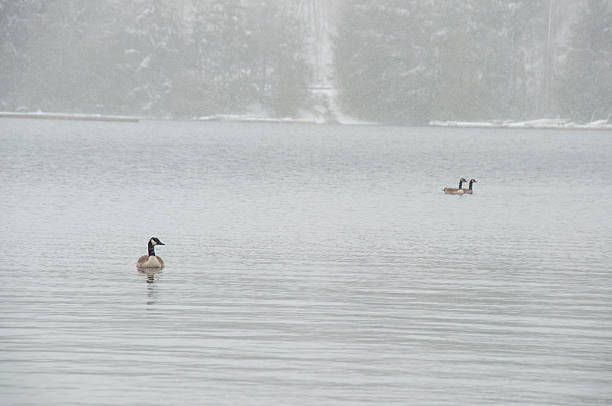 A flock of Canada geese swimming peacefully on a grey lake during a heavy winter snowfall. The far forest shore is blurred by the snow, creating a serene and moody atmosphere.
