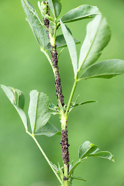 istock On a plant, alfalfa (acacia) aphid Aphis craccivora Koch 2229979789