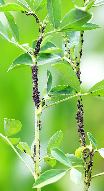 istock On a plant, alfalfa (acacia) aphid Aphis craccivora Koch 2229979902