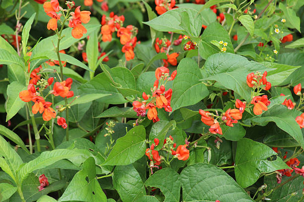 istock Common bean (Phaseolus vulgaris) is blooming in the garden 2229980060