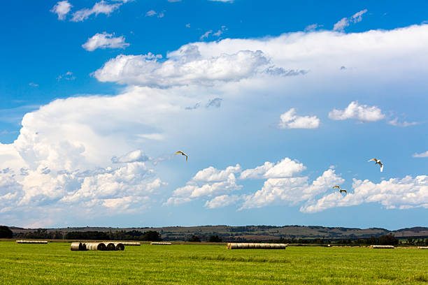 White and blue clouds above green field South Africa