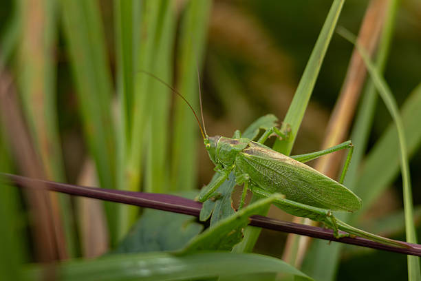 istock Green grasshoper sitting on the leaf in a garden 2229981081