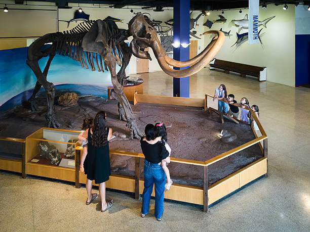 istock Columbian Mammoth Fossil Display in a Museum 2229983935