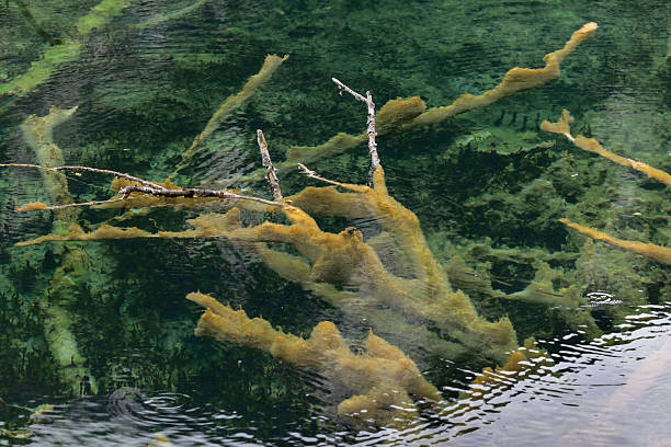 istock Lagoon and trees at Jiuzhaigou Valley in China 2229985316
