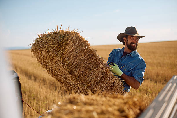 istock Happy man loading straw bales in pick-up truck while working in the field. 2229985847