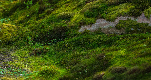 istock Macro of mossy mound glowing in natural light.. 2229990445