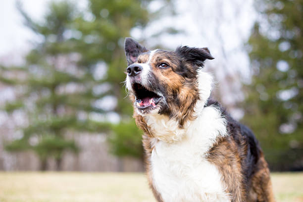 istock A mixed breed dog barking outdoors 2229991832