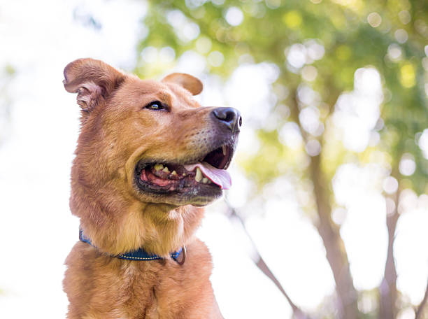 istock A happy Retriever mixed breed dog looking to the side 2229991847