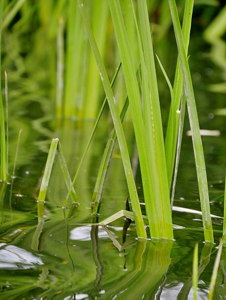 Grass in the pond