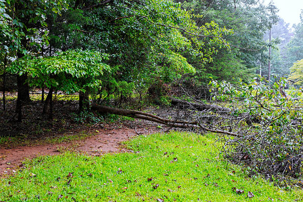 istock Fallen tree branches create obstacles on hiking trail in lush forested area after recent storm 2229996335