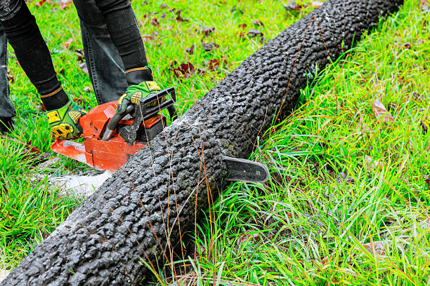 Chainsaw Cordless for tree pruning. Cut branch use Pruning Saw. Mini Cordless Chainsaw. Pruning Chainsaw cut tree branches. Electric Pruning Saw. Wireless Household Mini Handheld Electric Chain Saw.