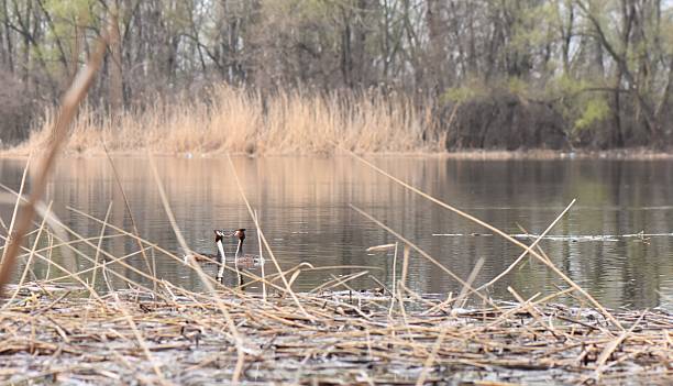 Two great crested grebe birds on a lake in the spring