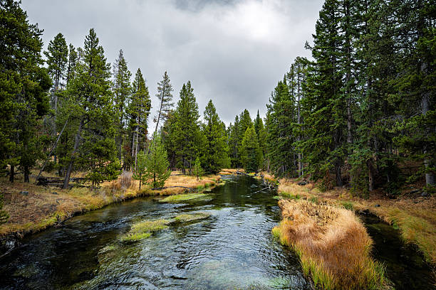 A serene creek winds its way through a dense pine forest in Yellowstone National Park, captured during the fall season. The golden grasses along the riverbank contrast beautifully with the lush green trees and overcast sky, creating a vibrant and tranquil natural landscape.