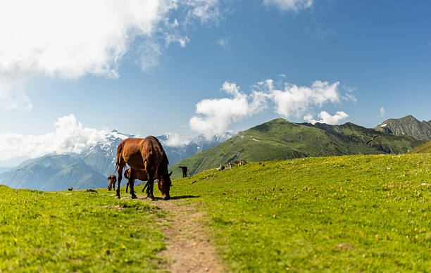 Three brown horses peacefully grazing on lush, green grass in a mountainous landscape under a bright and sunny blue sky, creating a serene outdoor pastoral scene.