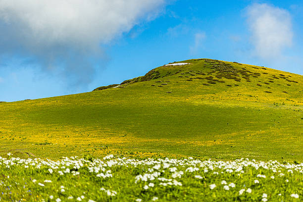 A lush green meadow with vibrant grass and white flowers spreads across a scenic landscape, with a hill rising gently under a vivid blue sky adorned with scattered white clouds, evoking peace.