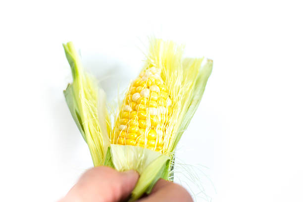 Hand Peeling Sweetcorn, White Background Copy Space