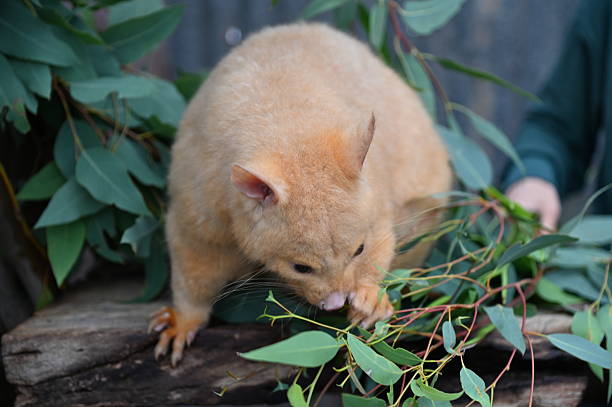 istock The Wild Animals of Perth WA 2230021066
