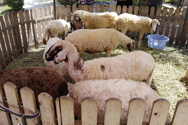 Many cute sheep in the pen