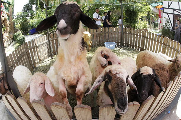 Many cute sheep in the pen