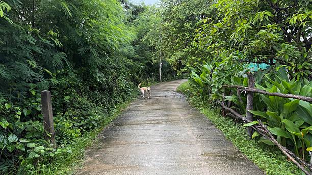 istock Thai dogs and nature 2230027784