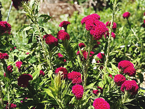 istock Celosia argentea flowers blooming in the garden 2230030102