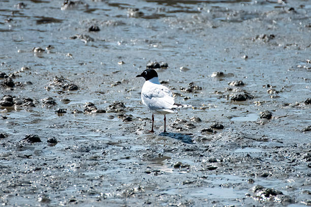A seagull(Saundersilarus saundersi) hunting for worms in the mudflats.